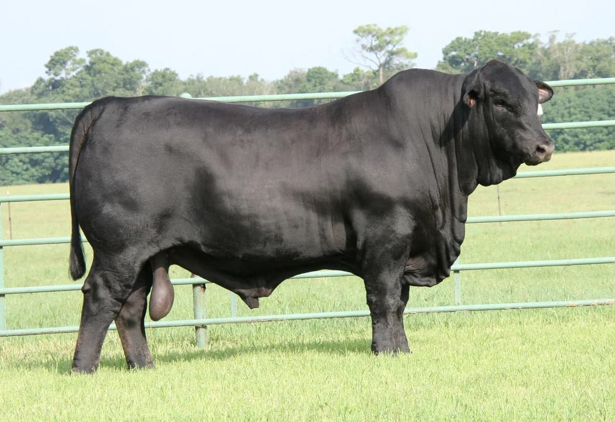 Sire — BWCC BIG TOWN 192B16