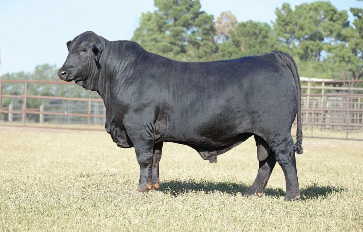 Sire — DMR CROSSROADS 795F7