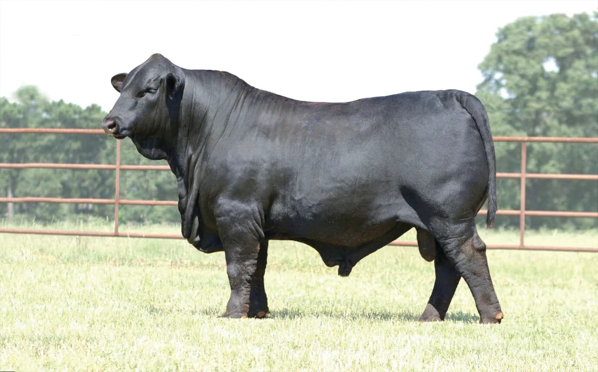 Sire — DMR DOMAIN 415G35
