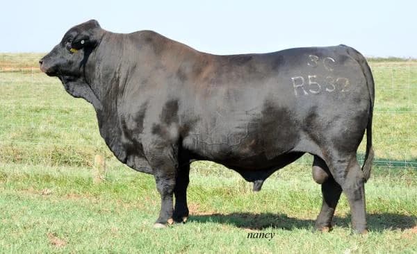 Sire — TCB CATAWBA WARRIOR R532