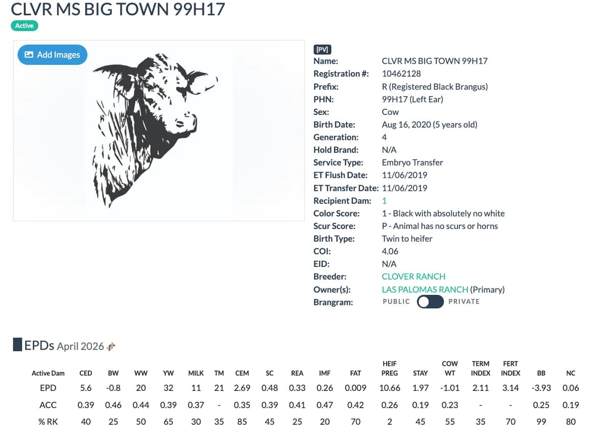 Dam — CLVR MS BIG TOWN 99H17