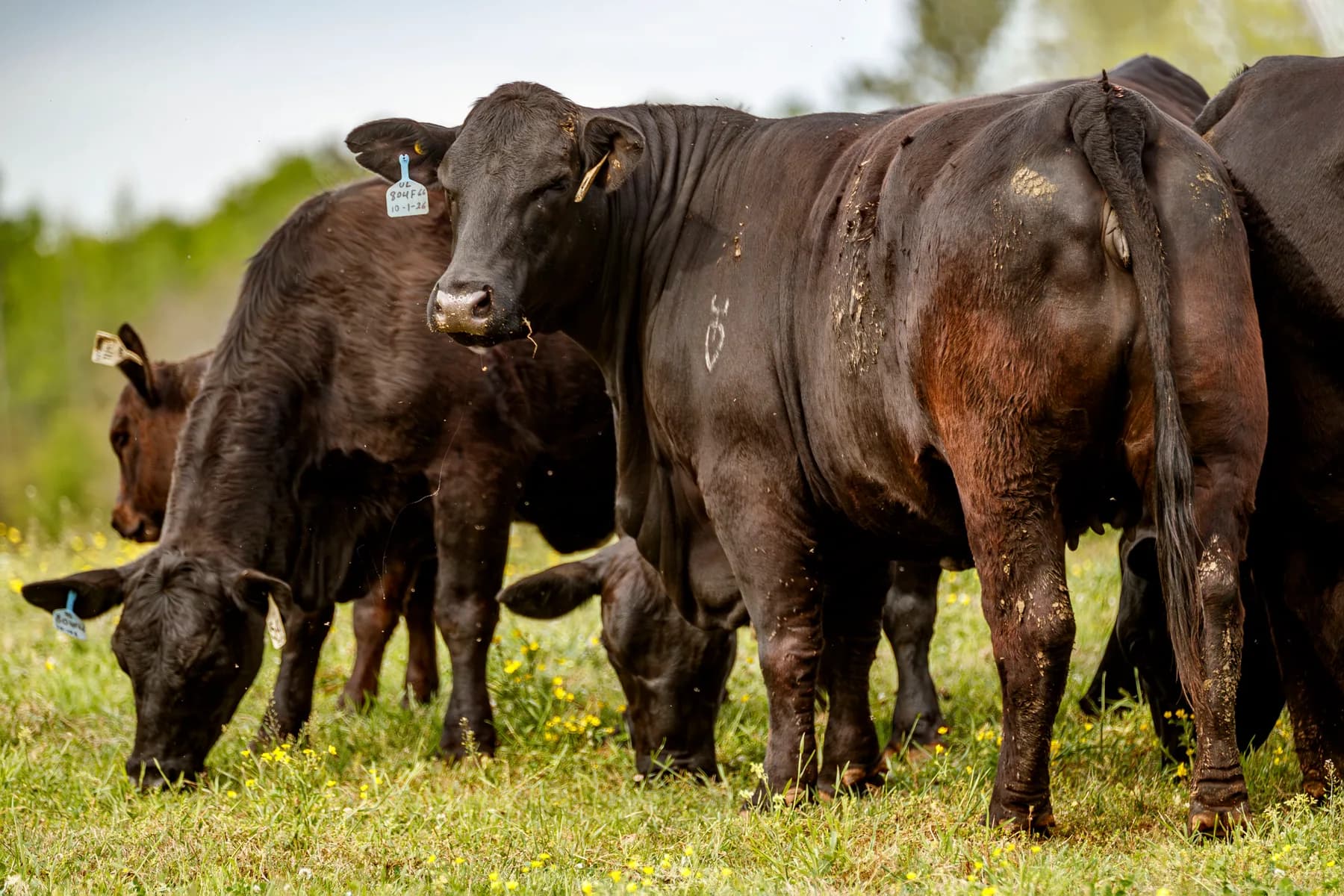Elite Brangus donor cow