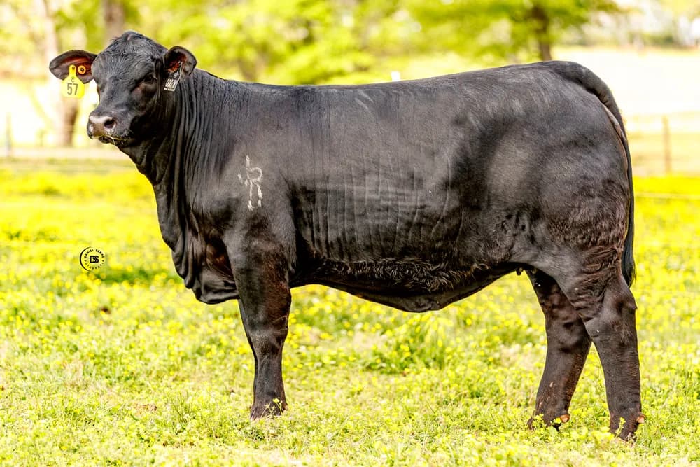 TJR Ms Blackwater
