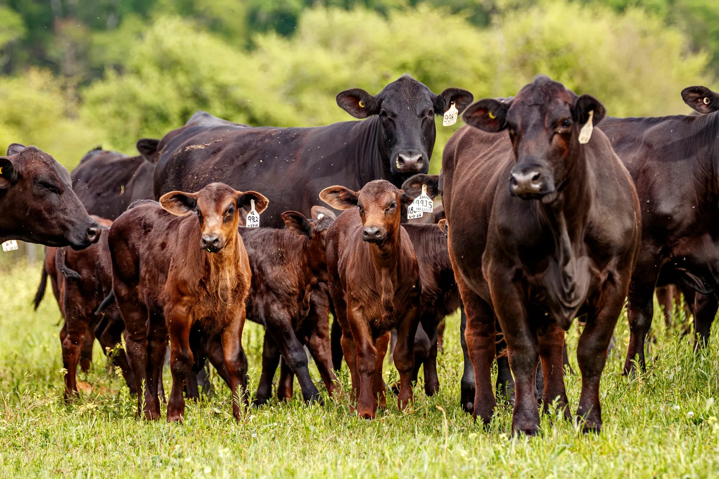 The Ultimate Guide to Brangus Breeding: Elevate Your Herd with Las Paloma's Ranch