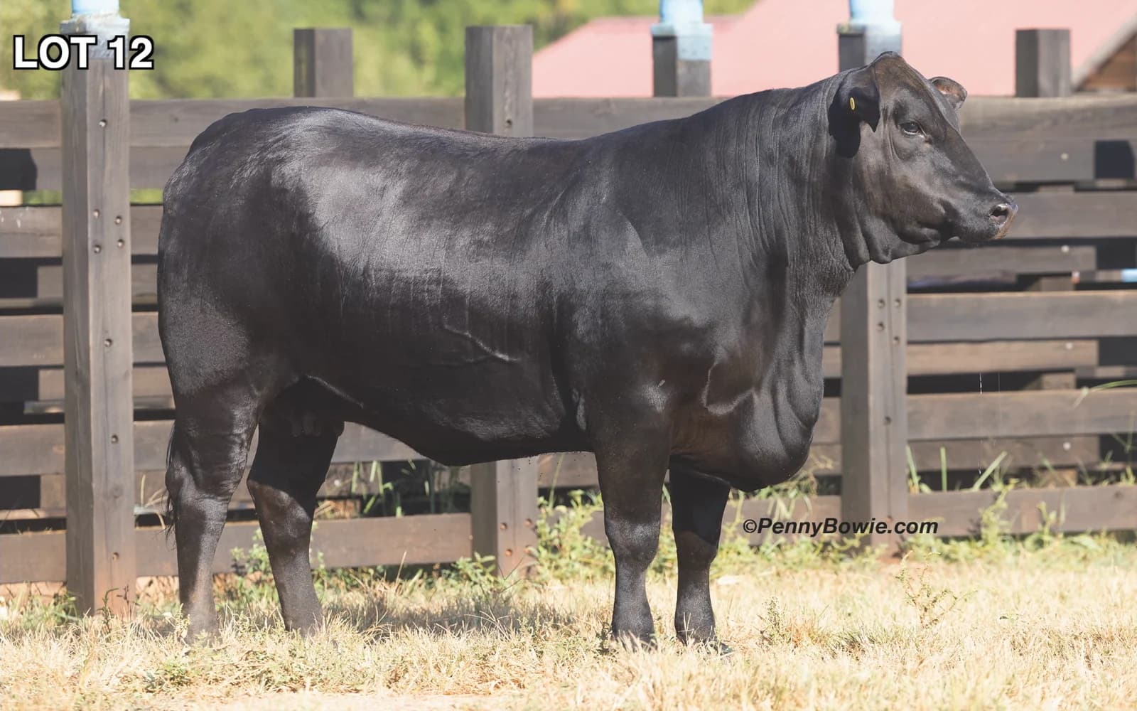 LP MS CSONKA 65L — photo