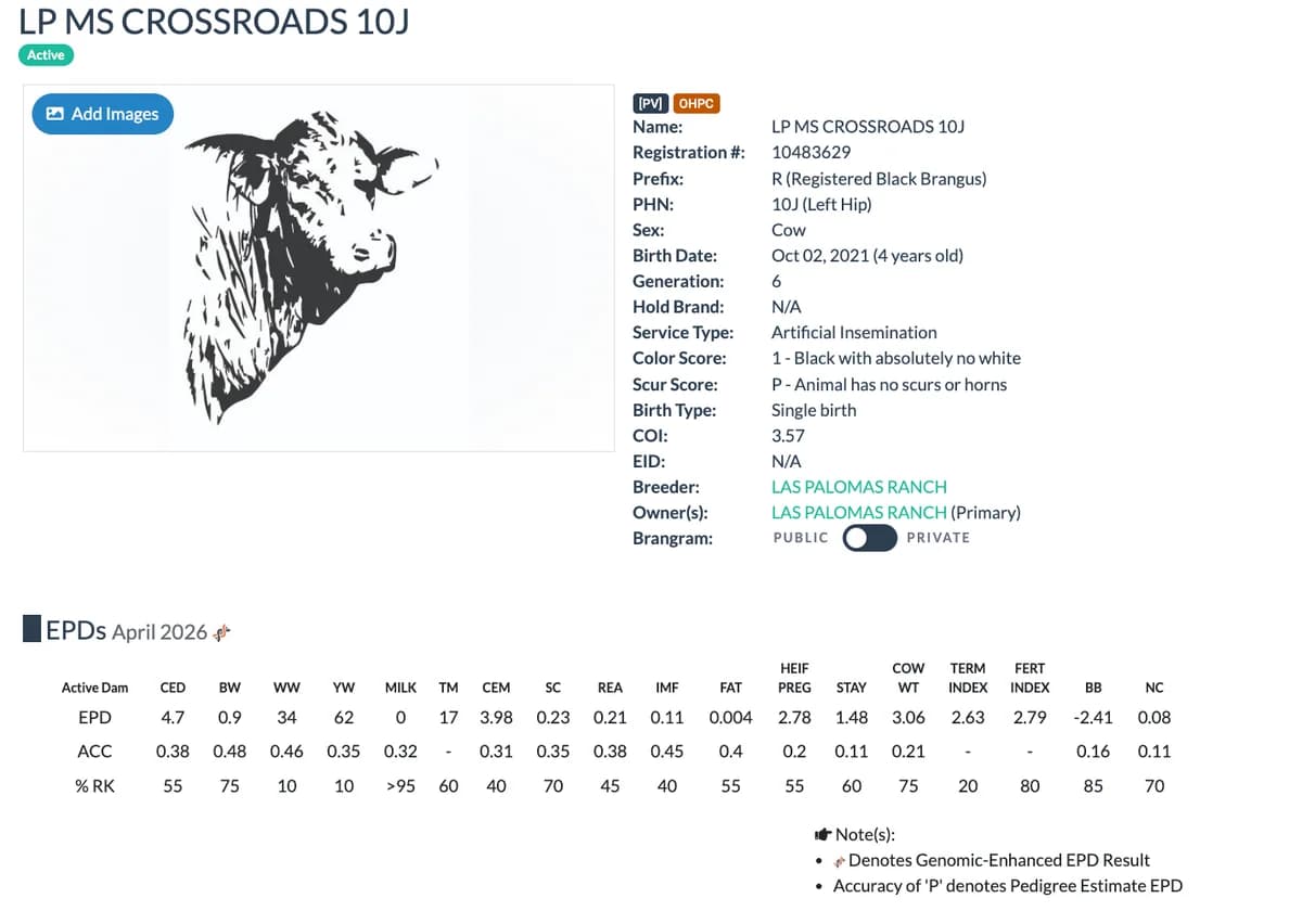 Dam — LP MS CROSSROADS 10J