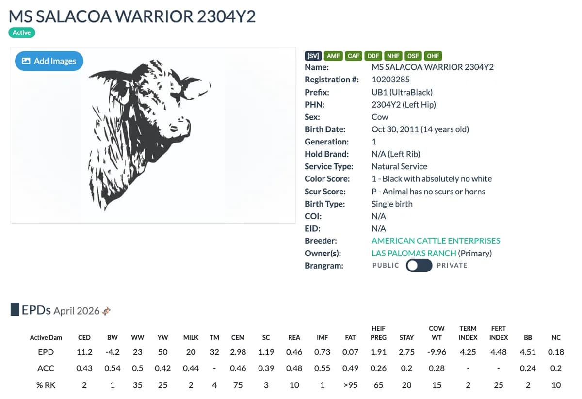 Dam — MS SALACOA WARRIOR 2304Y2