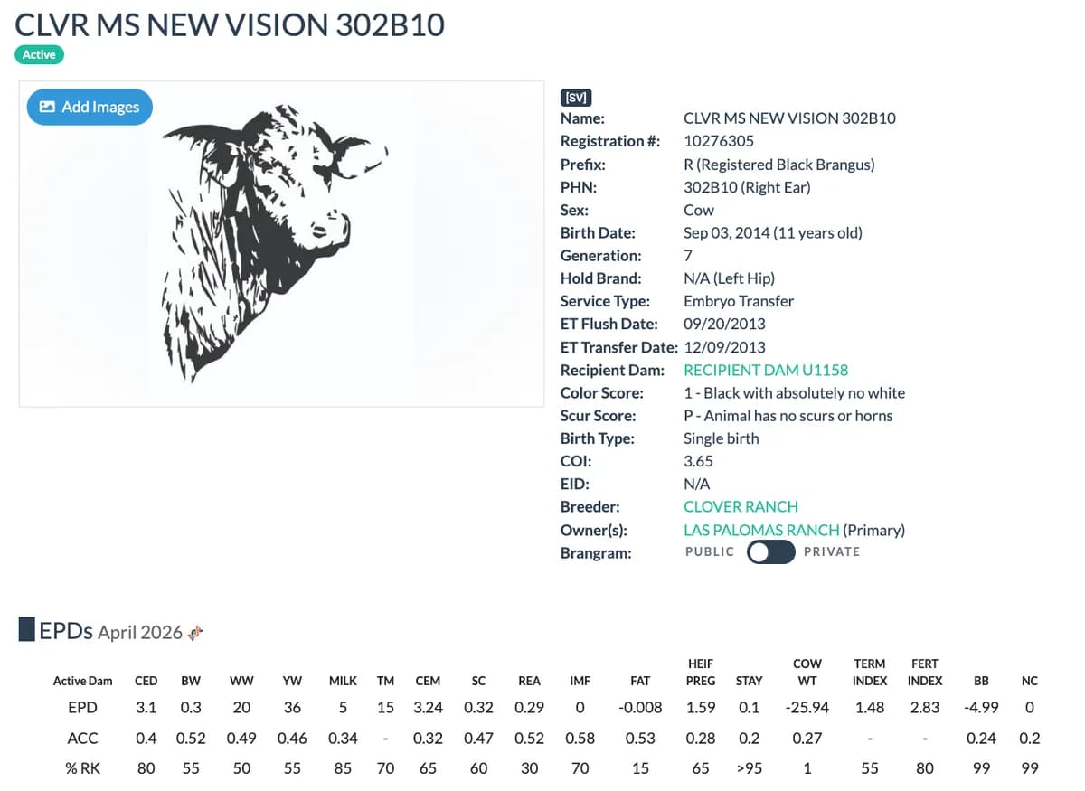 Dam — CLVR MS NEW VISION 302B10