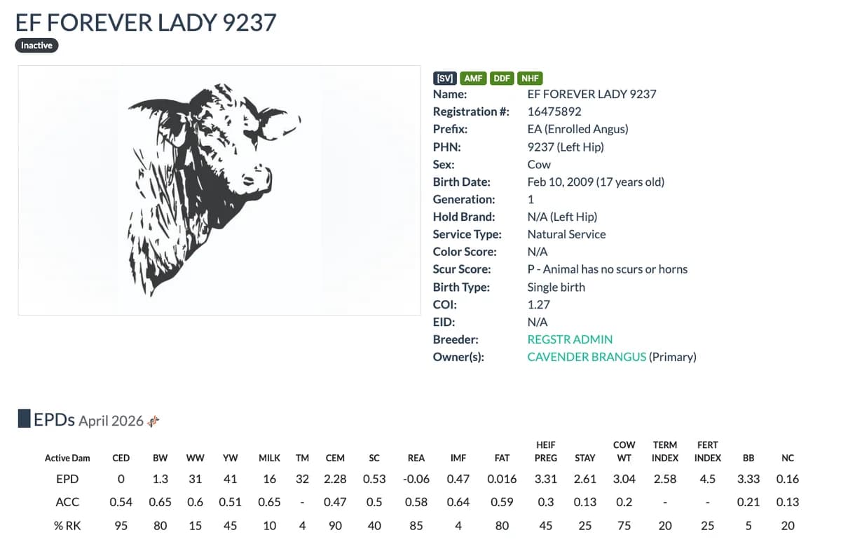 Dam — EF FOREVER LADY 9237