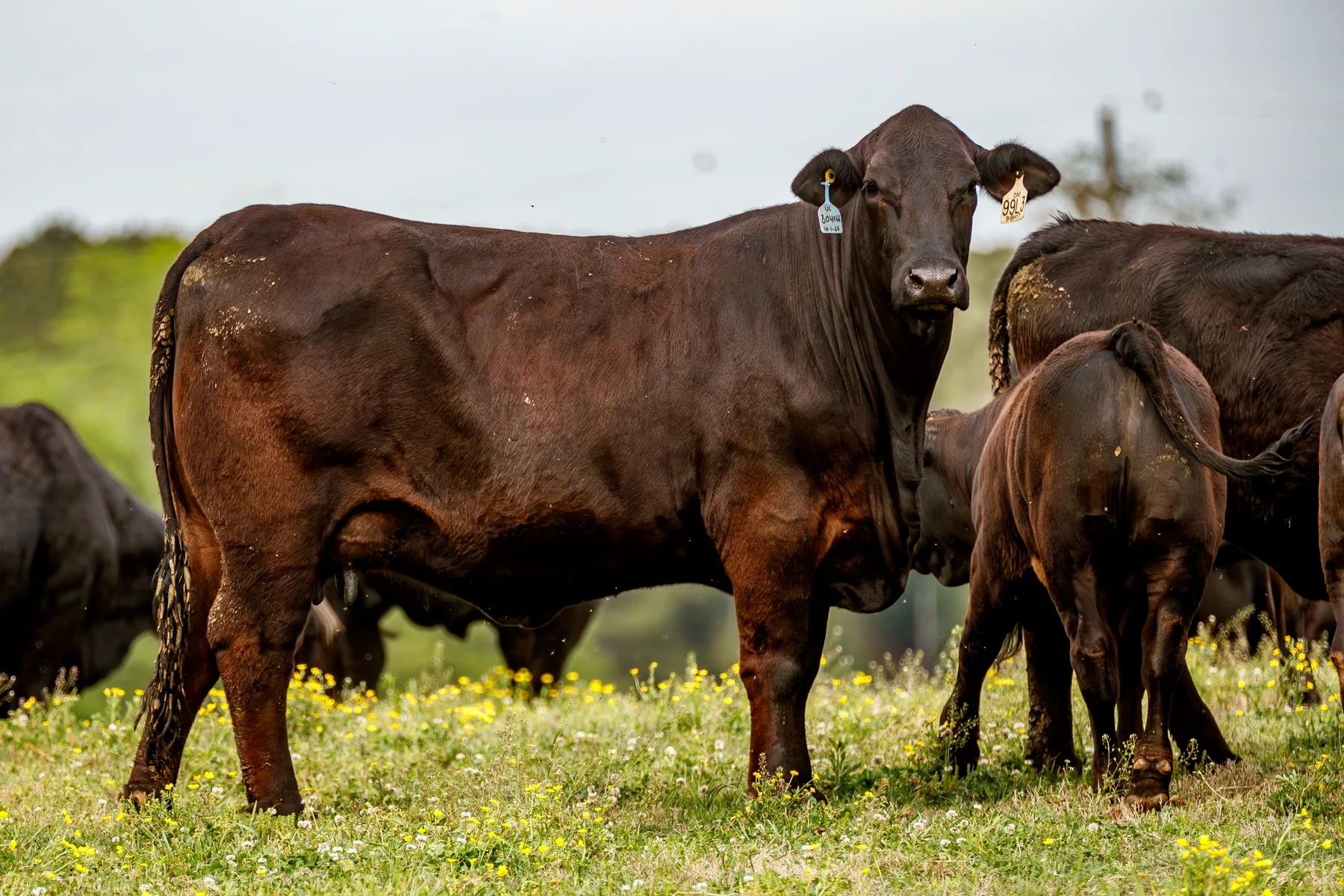Registered Brangus cattle on pasture at Las Paloma's Ranch in Newnan, Georgia